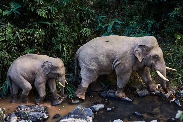 An adult elephant and a calf in a wooded setting