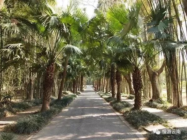 Ein ruhiger gepflasterter Weg zwischen Palmen im tropischen Botanischen Garten
