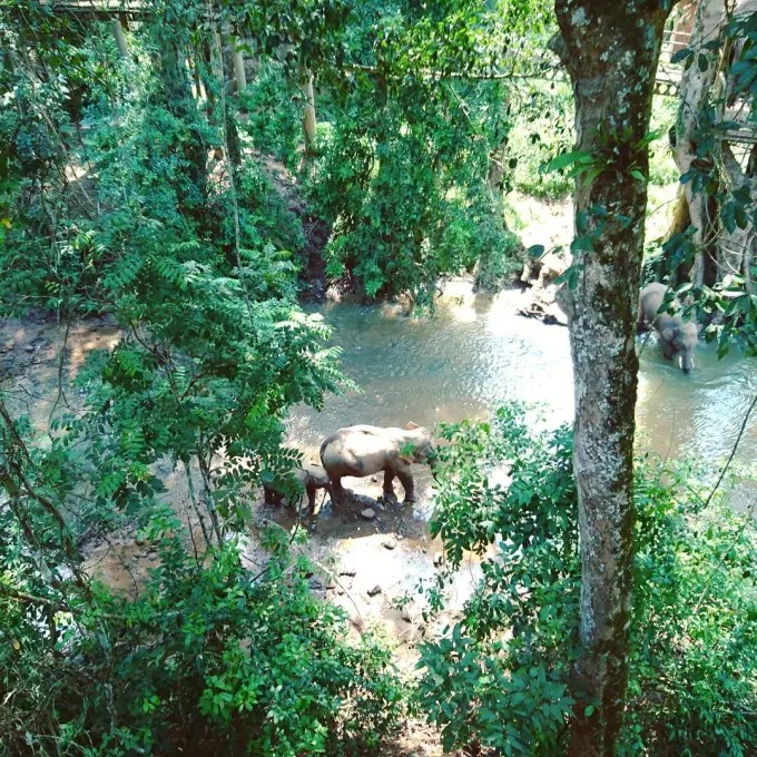 Éléphants près d’un ruisseau sous la canopée