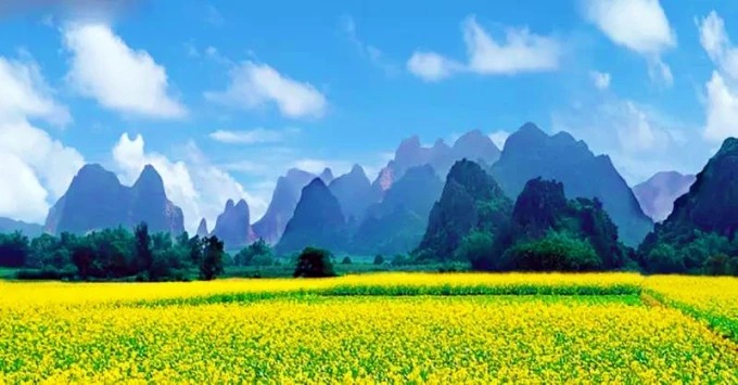 Rapsfelder in der Landschaft von Yangshuo
