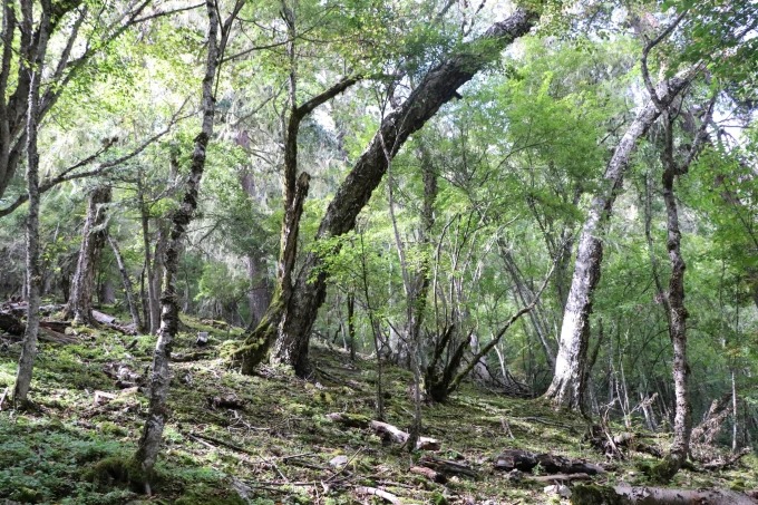 Woodland on a Yubeng trail