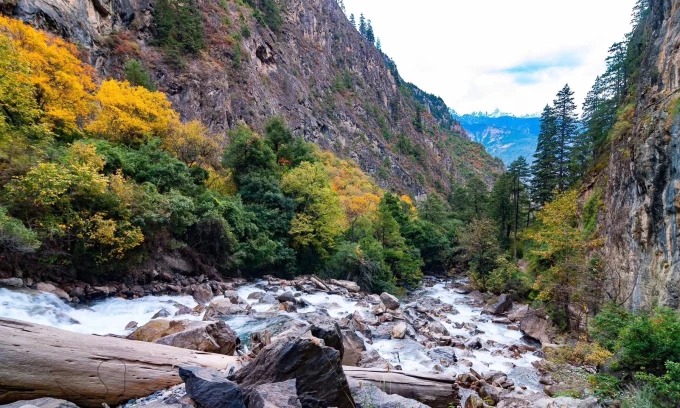 Autumn leaves beside a mountain stream