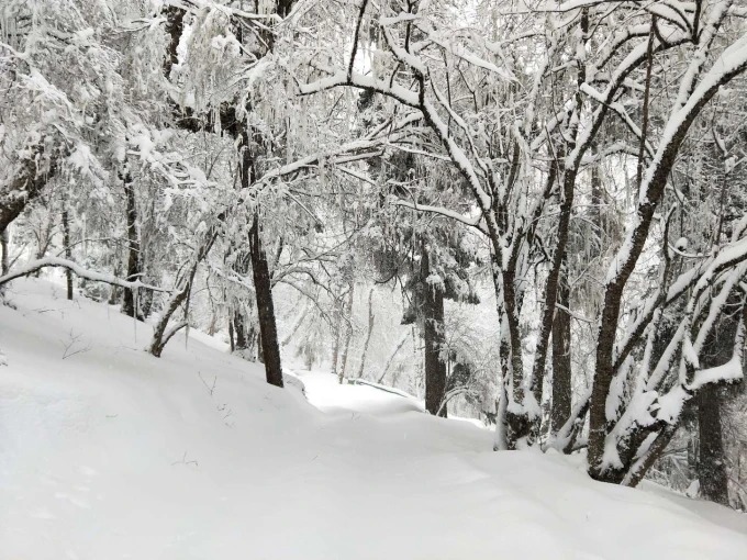 Snow-covered woodland in Yubeng