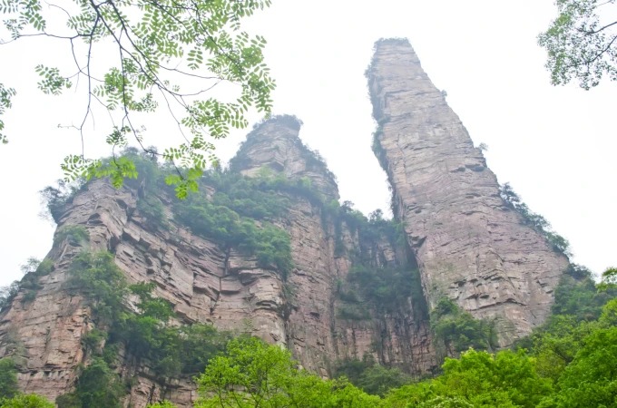 Hohe Sandsteinpfeiler über den Bäumen in Zhangjiajie