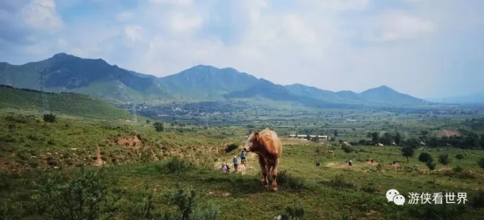 Weidende Rinder unter den Kämmen bei Dalongwangtang