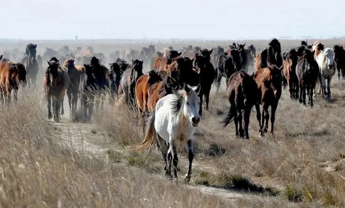 Pferde in Shandans Landschaft