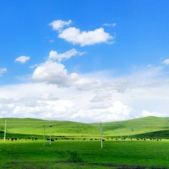 Sommerlandschaft in den Ruoergai-Grasländern