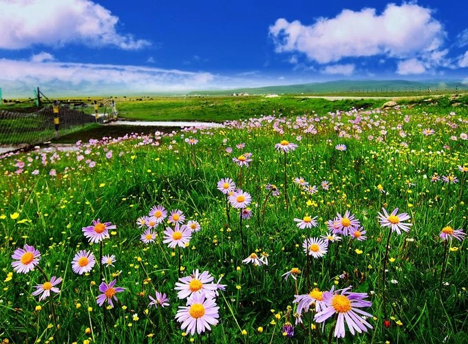 Der Blumensee und sein schilfgesäumtes Ufer in den Feuchtgebieten von Ruoergai