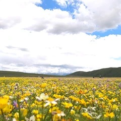 Grasland und Wildblumen bei Emutang