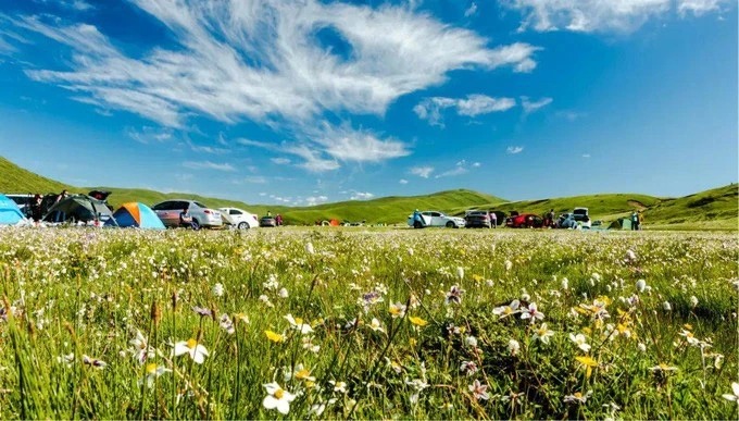 Sommerliche Wildblumen bei Emutang