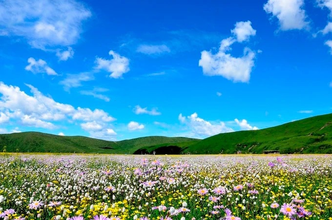 Wildblumenwiese bei Emutang
